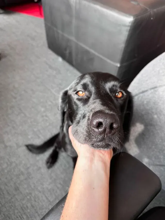 Maple the dog in the Speak office