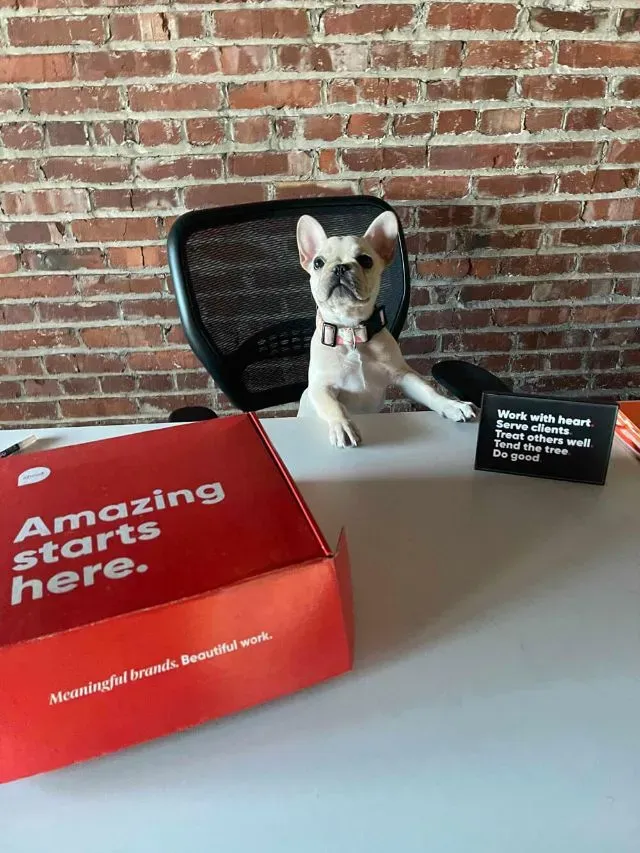 Dog sitting at desk