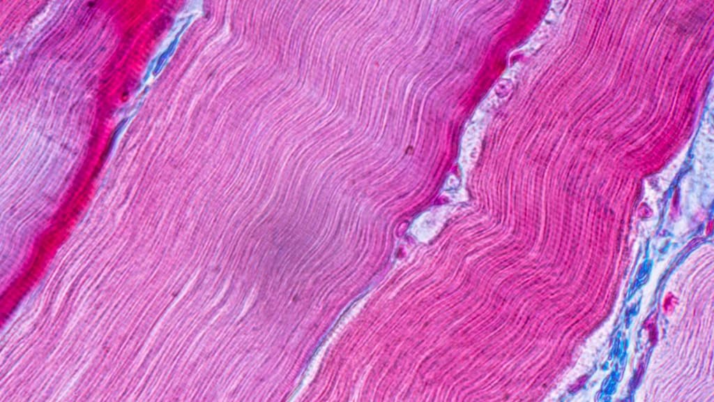 Muscle Tissue