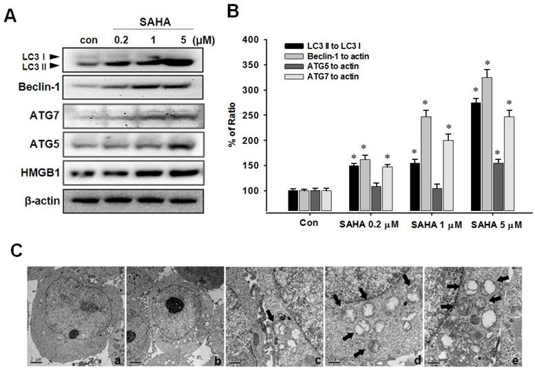 Int J Med Sci Image