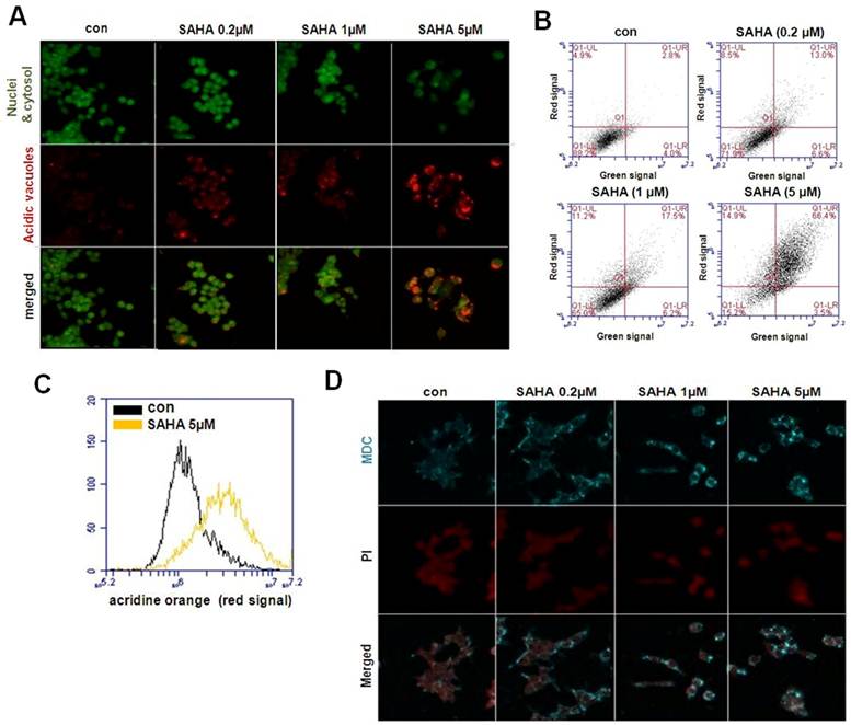 Int J Med Sci Image