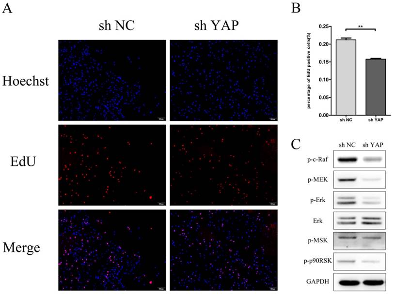 Int J Med Sci Image