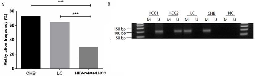 Int J Med Sci Image