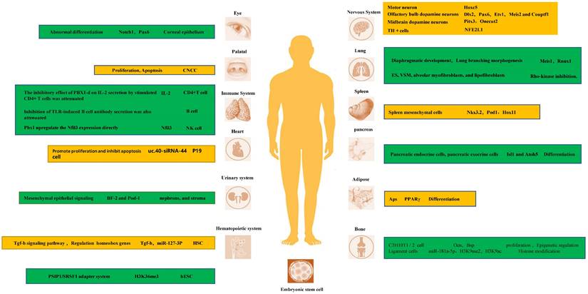 Int J Med Sci Image