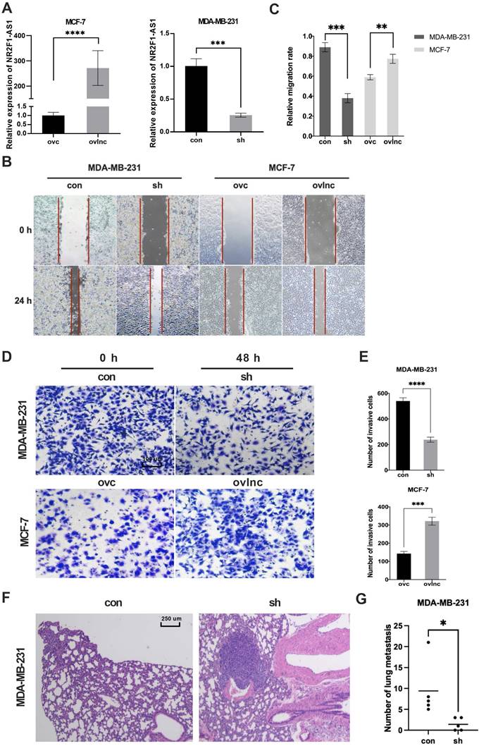 Int J Med Sci Image