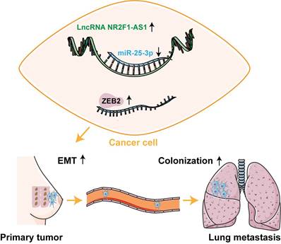 Int J Med Sci Image