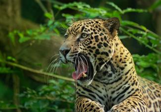 Jaguar