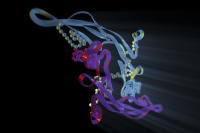 Model of TGF-beta molecule