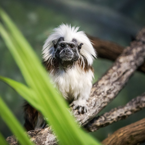 Cotton Top Tamarin