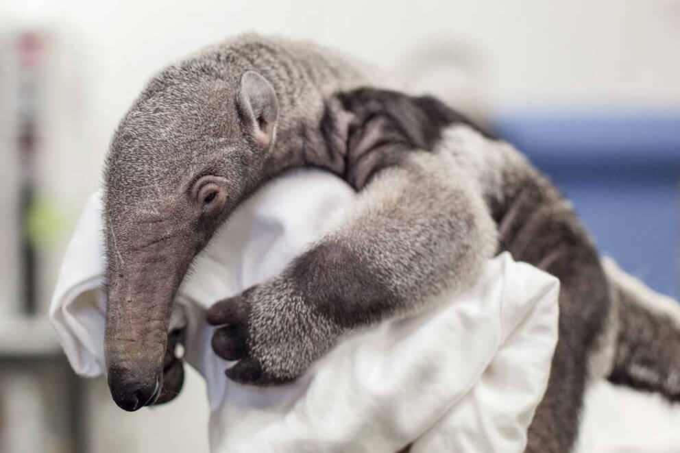 anteater baby