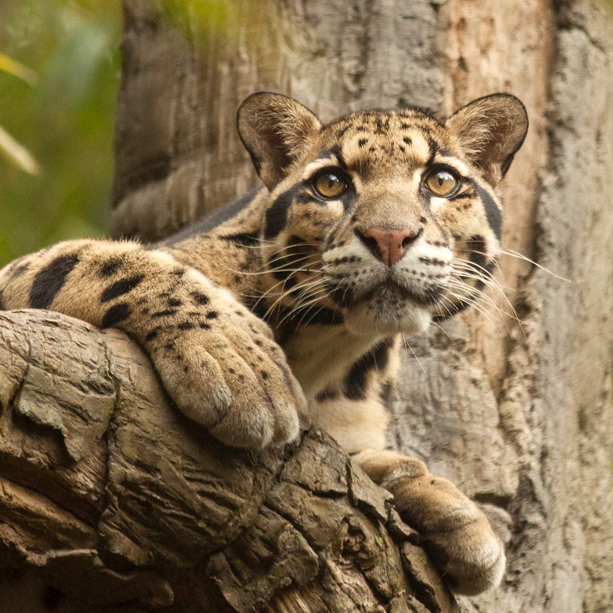 clouded leopard