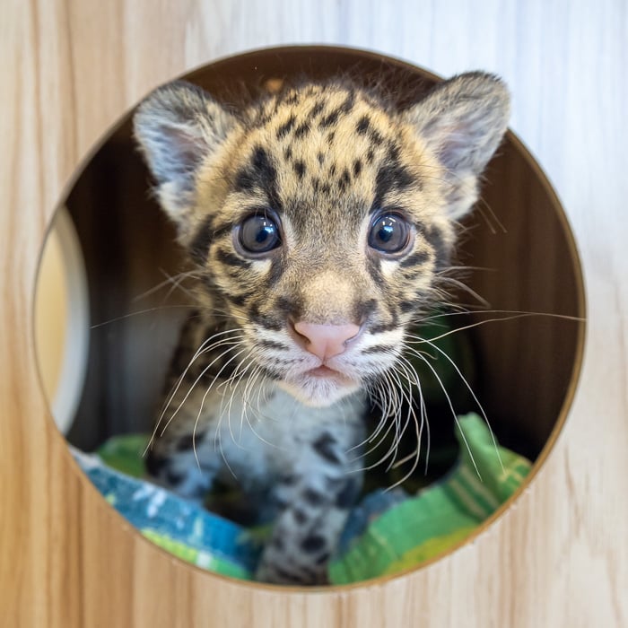 Clouded Leopard Cub