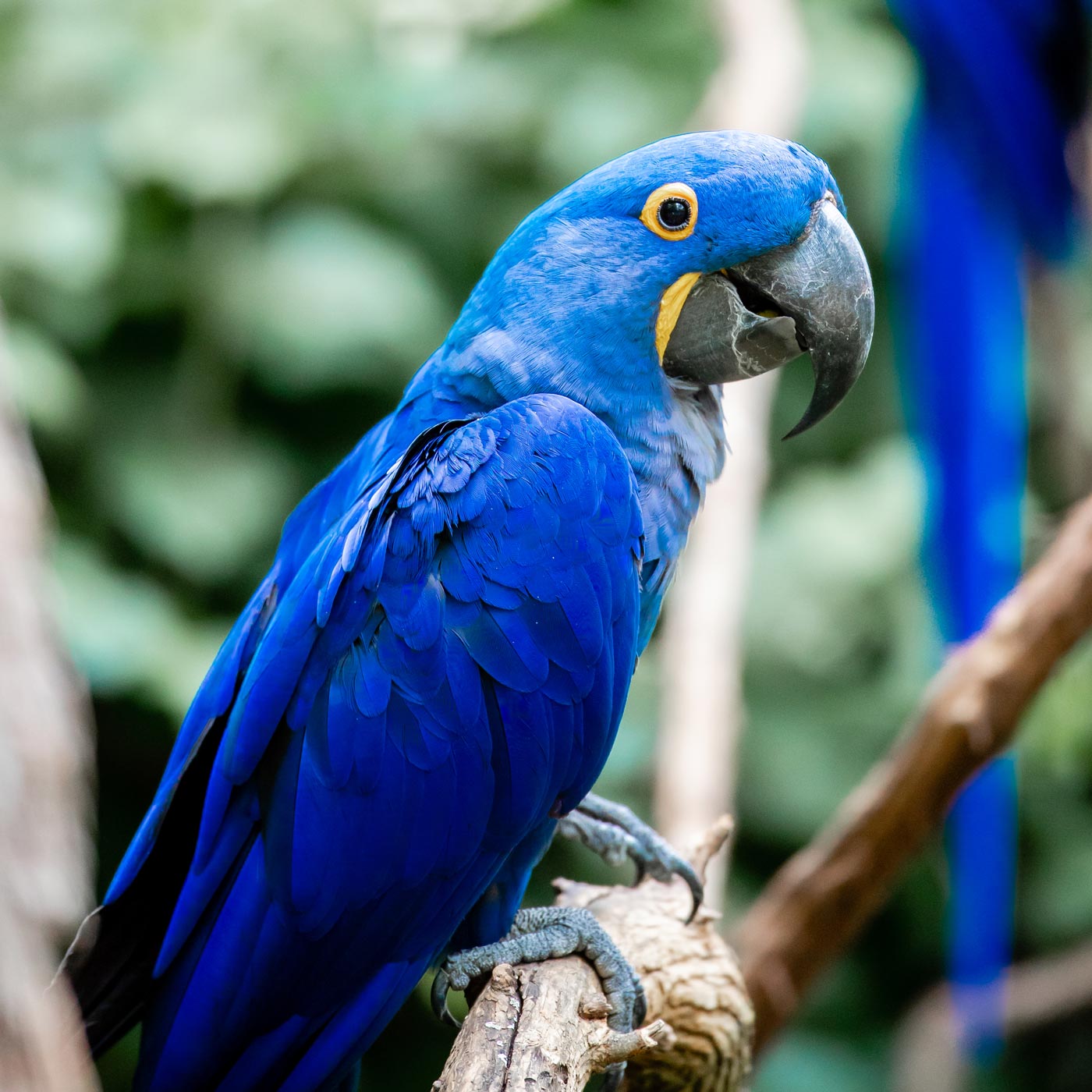 Hyacinth Macaw