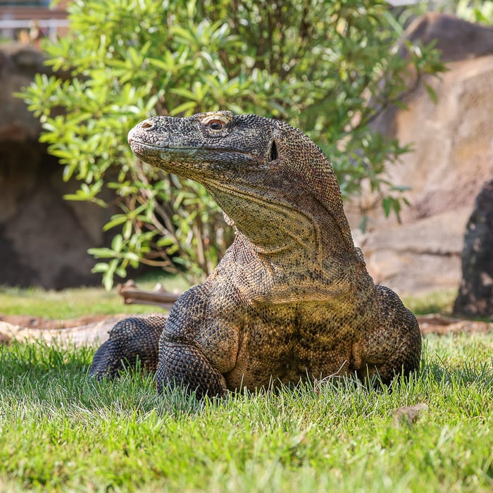 Komodo dragon