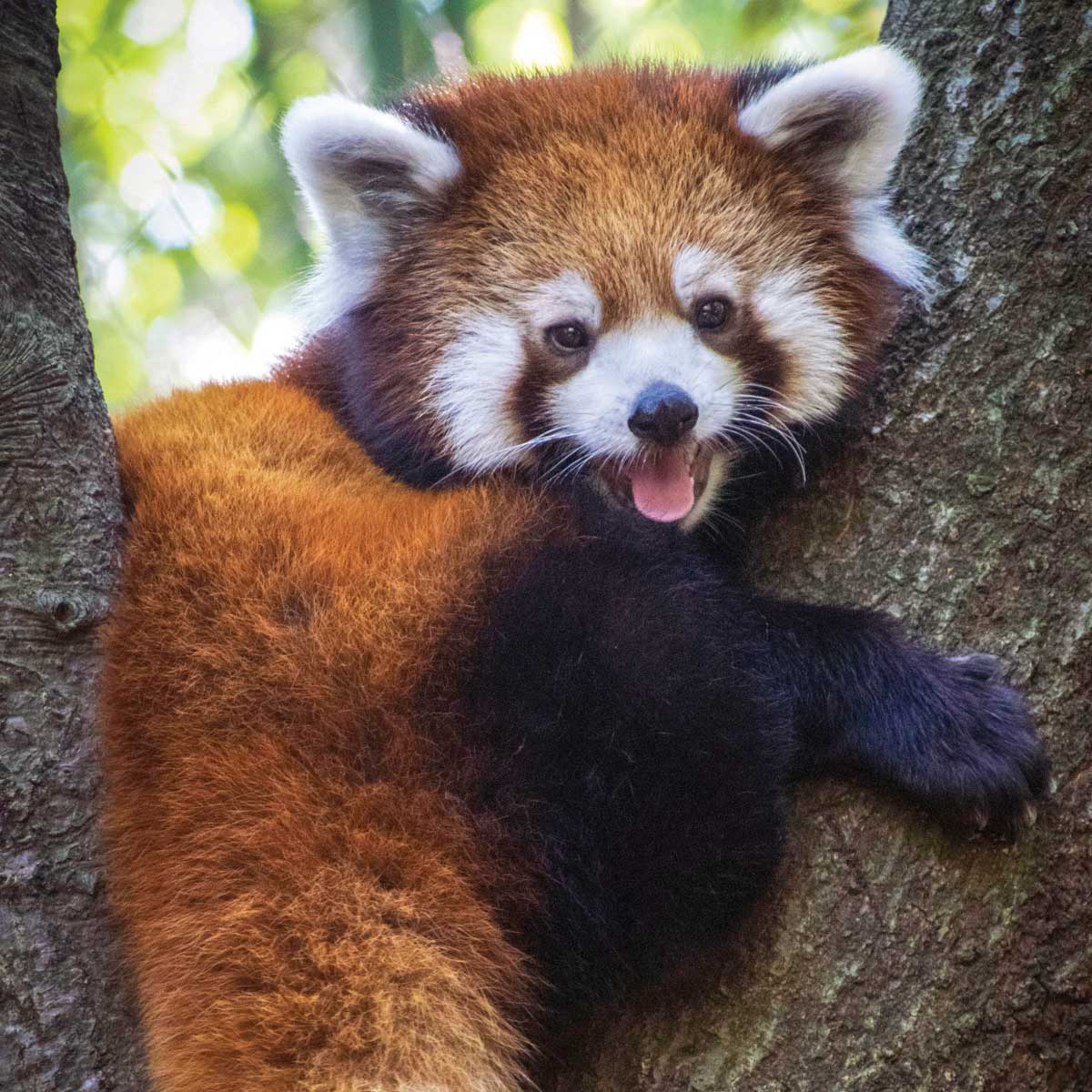 red panda