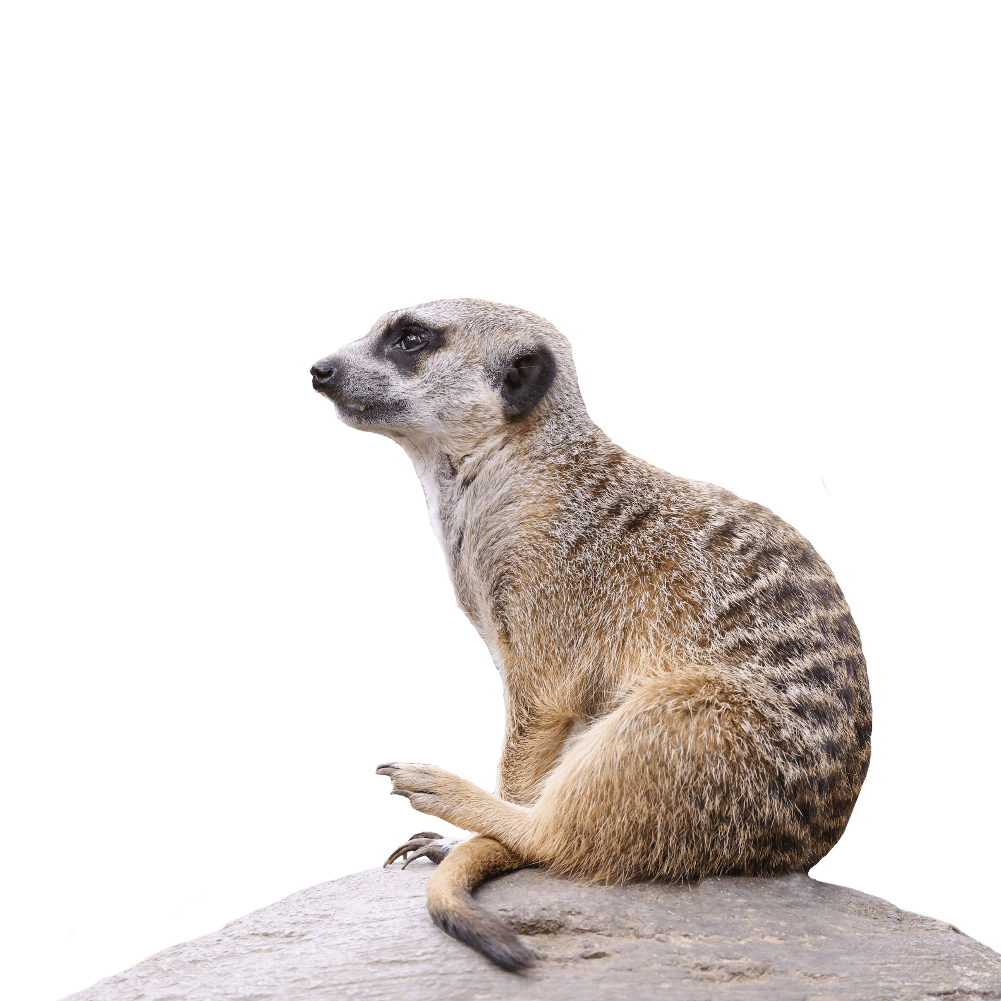 meerkat background