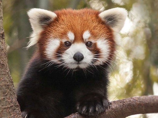 Red panda in a tree