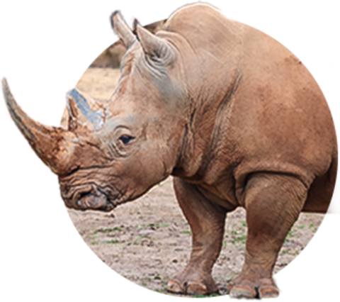 White Rhinoceros