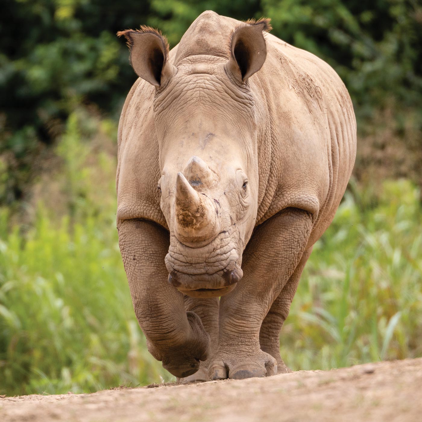 White rhino walking toward camera