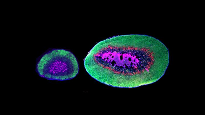 Microscope images of adrenal gland from a deer mouse and a larger one from an oldfield mouse with an additional layer of cells.