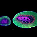 Microscope images of adrenal gland from a deer mouse and a larger one from an oldfield mouse with an additional layer of cells.