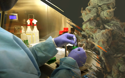 A researcher's hands holding a vial in the lab are juxtaposed with a cannabis plant. 