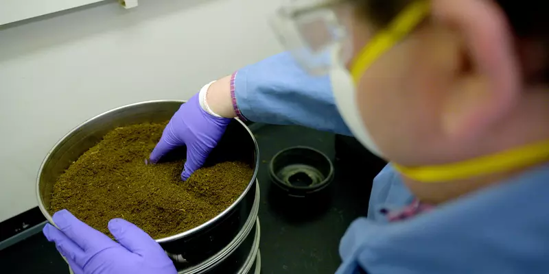 A person wearing a mask and laboratory gloves handles ground plant material inside a metal container.