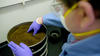 A person wearing a mask and laboratory gloves handles ground plant material inside a metal container.