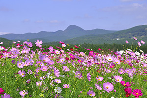 上場高原