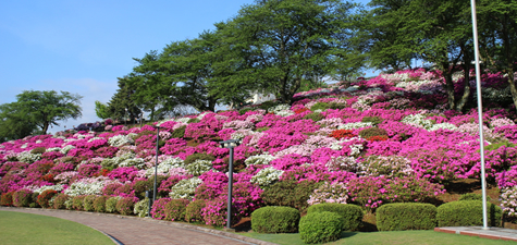 春のおすすめ観光地