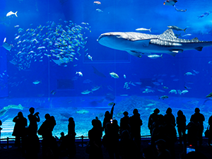 沖縄美ら海水族館・おきなわワールド・琉球村　テーマパーク特集