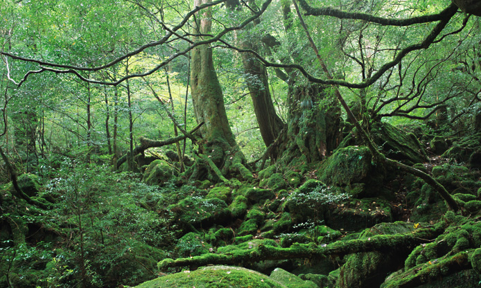  屋久島