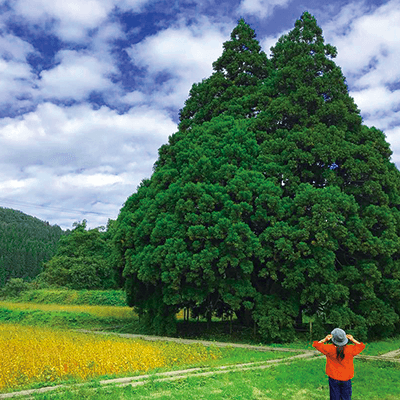 東北