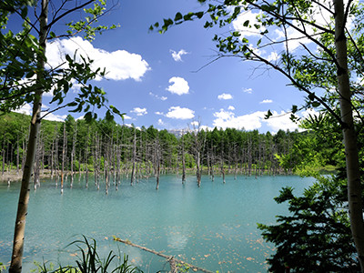 美瑛の青池/北海道