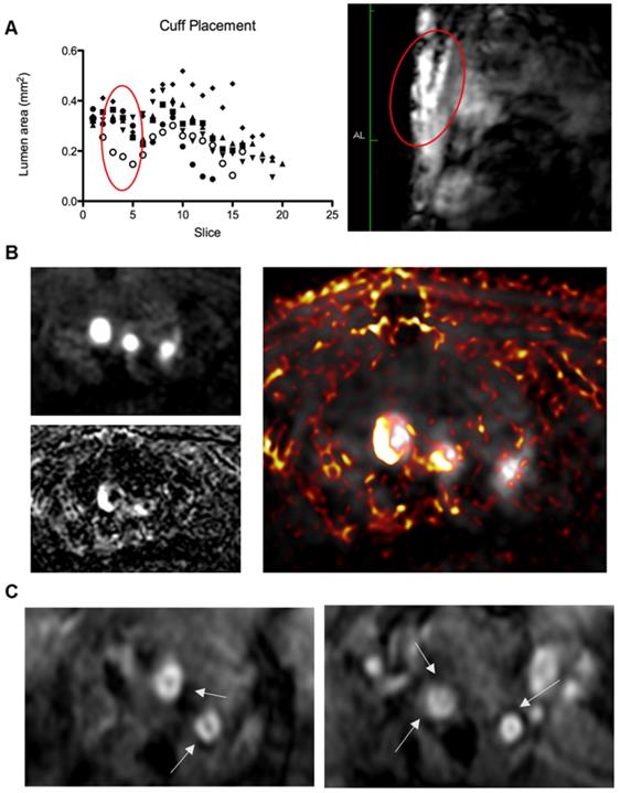 Nanotheranostics Image