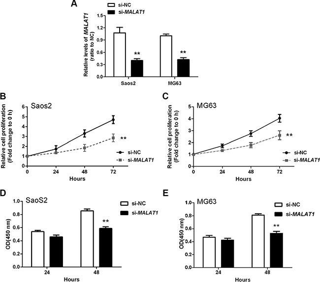 MALAT1 promotion of osteosarcoma cell growth in vitro.