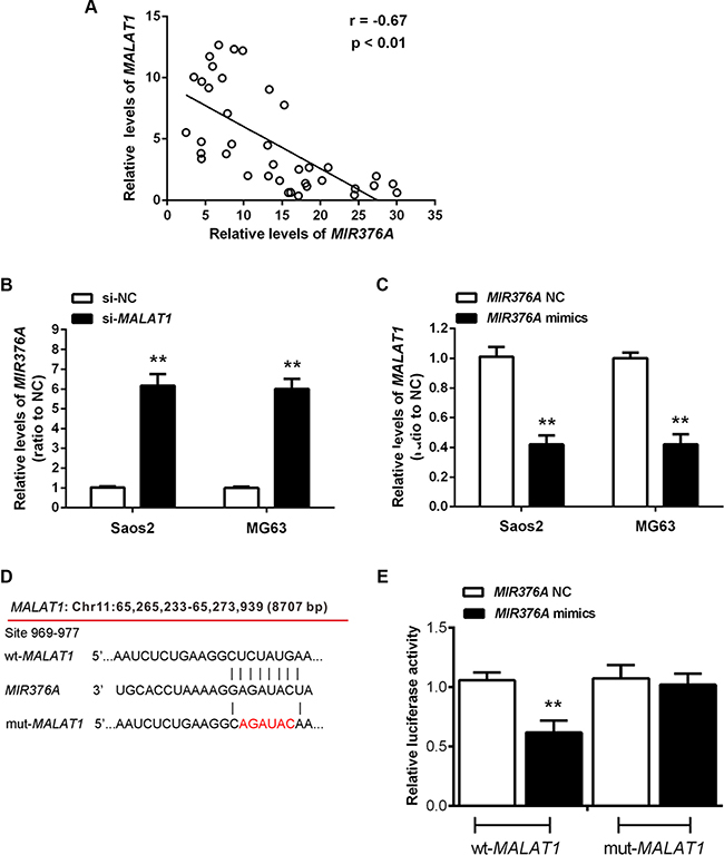 Inverse association of MIR376A with MALAT1 expression in osteosarcoma tissues and direct interaction between MIR376A and the 3&#x2032;UTR of MALAT1 in vitro.