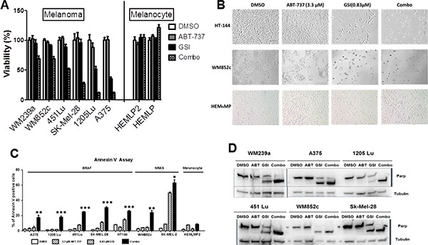 GSI-I combined with ABT-737 reduces cell viability and induces apoptosis in melanoma cells, but not normal melanocytes in monolayer culture conditions.