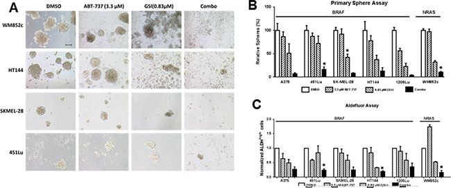 GSI-I combined with ABT-737 killed the MIC population of melanoma cells regardless of the mutation status.