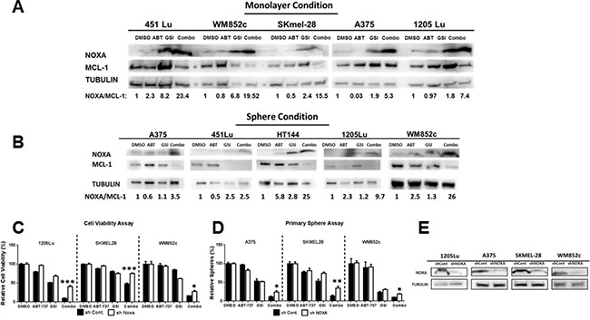 GSI-I combined with ABT-737 increases the NOXA/MCL-1 protein ratio and the increase in combination-induced cell death is partially NOXA -dependent in both monolayer and sphere conditions.