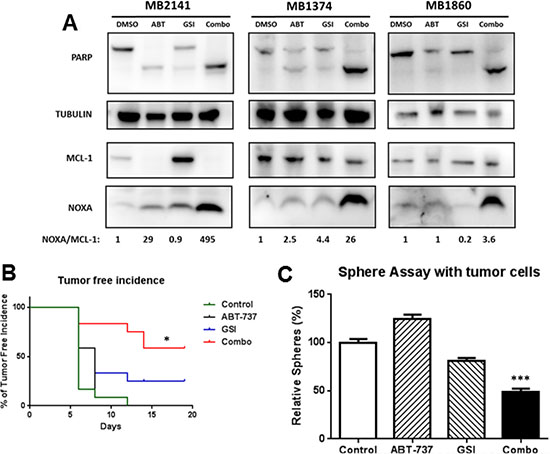 GSI-I combined with ABT-737 increases the NOXA/MCL-1 protein ratio and inhibit the MIC-mediated tumor formation