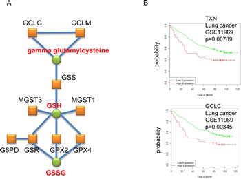 Enrichment of genes coding for enzymes involved in glutathione synthesis in the cancer AOS genes signature.