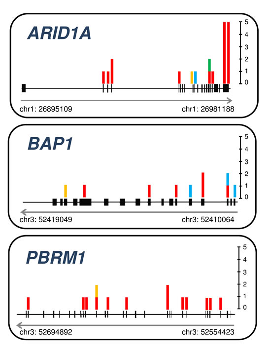 Somatic mutations detected in chromatin remodeling genes ARID1A, BAP1, and PBRM1.