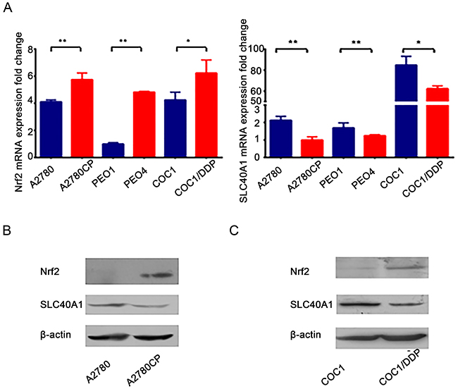 SLC40A1 and Nrf2 expression in cisplatin-sensitive ovarian cancer cells and cisplatin-resistant ovarian cancer cells.