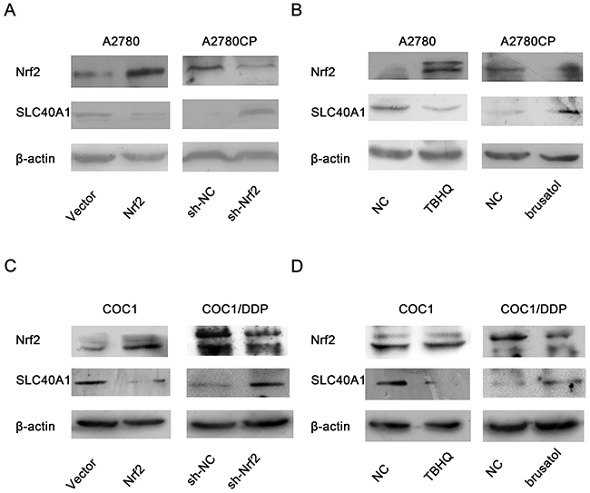 The inhibition of Nrf2 on SLC40A1 in ovarian cancer cells.