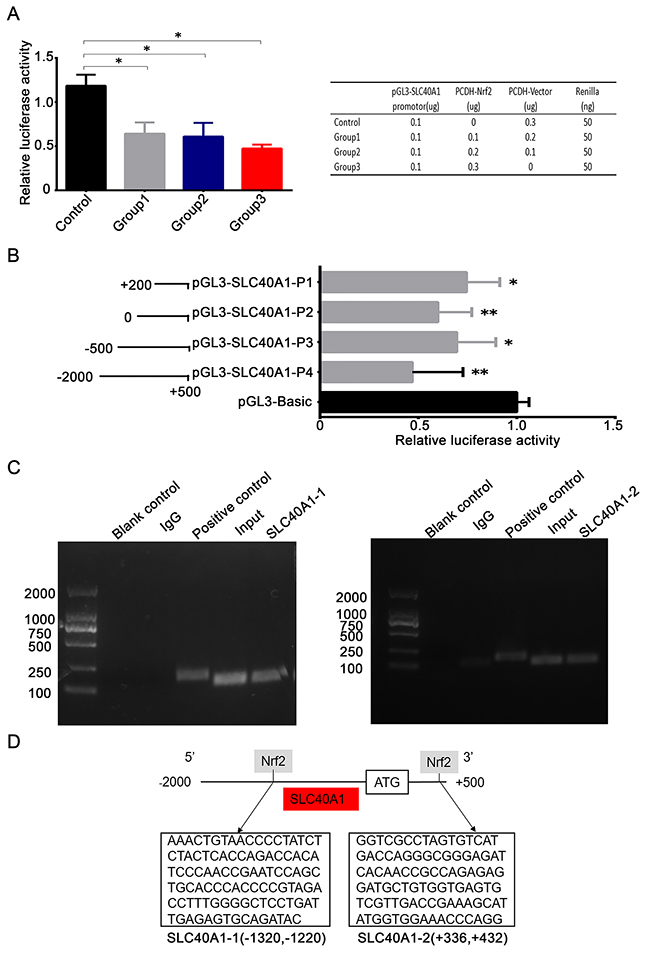 Nrf2 transcriptionally suppresses the expression of SLC40A1.