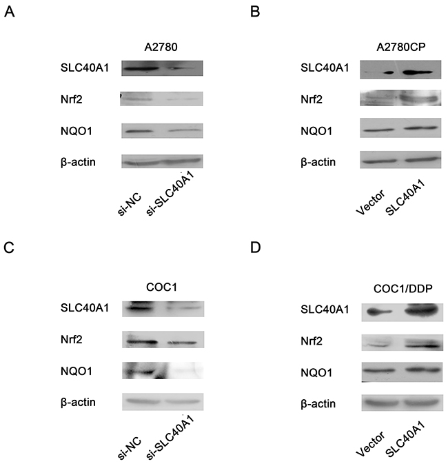 Positive feedback reaction of SLC40A1 on Nrf2.