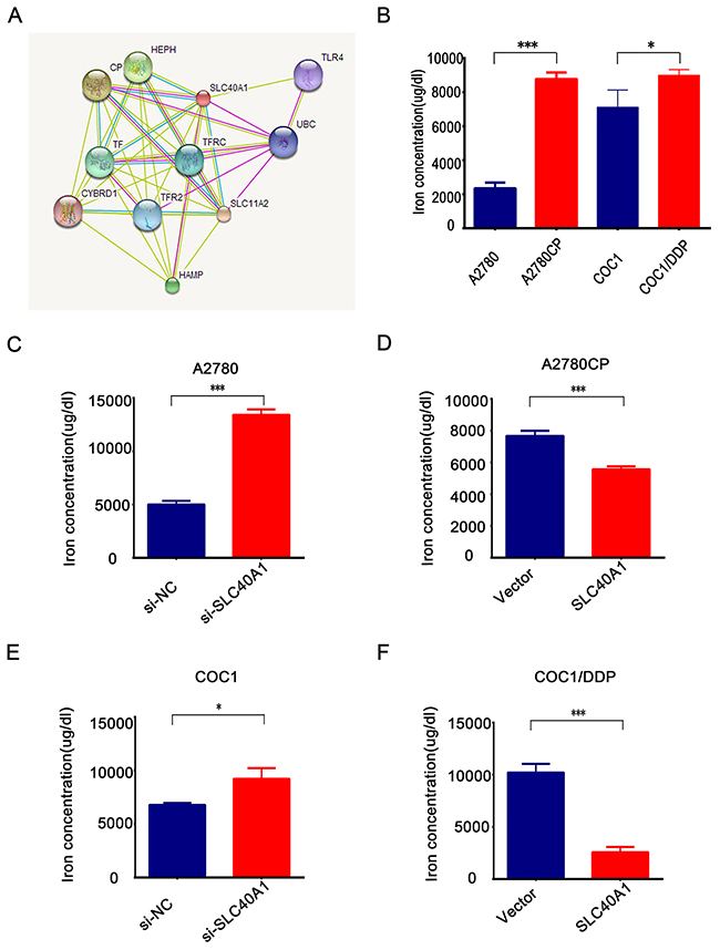 SLC40A1 regulates iron metabolism to induce cisplatin resistance in ovarian cancer.