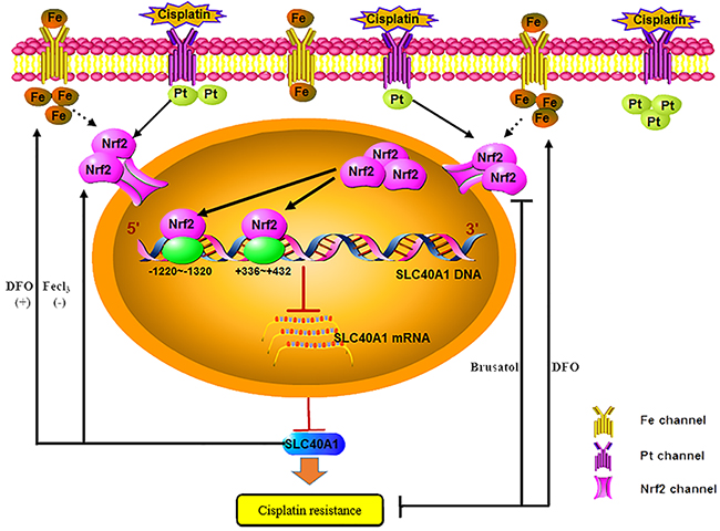 Schematic: SLC40A1 promotes iron export and prevents Nrf2 dependent cisplatin resistance in ovarian cancer.