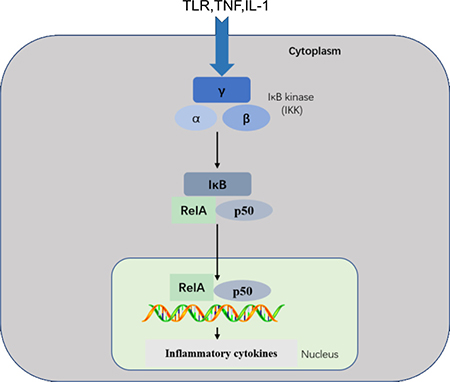 NF-&kappa;B